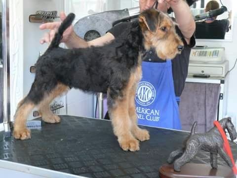 Aireniemeyer - Chiot disponible  - Airedale Terrier