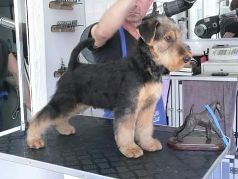 Aireniemeyer - Chiot disponible  - Airedale Terrier